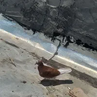 چهار عدد گبوتر گرفتنی