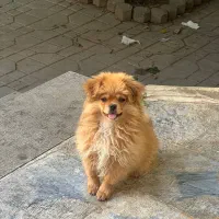 سگ خونگی