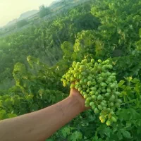 قوره تازه ابدار
