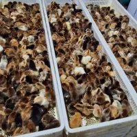فروش عمده جوجه گلپایگانی شرایط چکی اقساطی