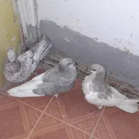 کفتر شهری
