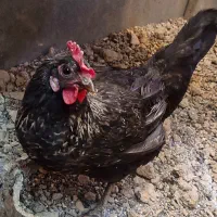 مرغ پا سیاه تخم گذار
