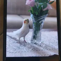 عروس هلندی گم شده