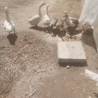 چهار عدد غاز فروشی