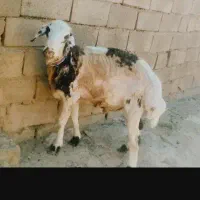 قوچ پلنگی