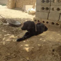 تول لاس 4ماهه