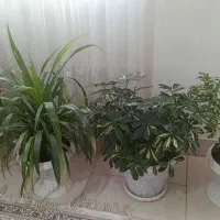 گل طبیعی ..من خونه ام کوچیکه قصد فروش دارم
