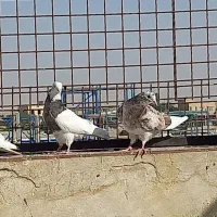 کبوتر پرشی