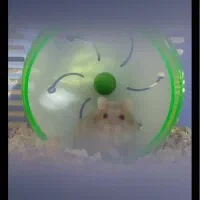 همستر کمپل