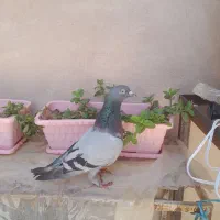 کفتر کبوتر
