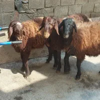 با سلام تعدادسه راس بره قوچ