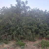 اجاره-باغ