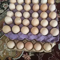 تخم مرغ محلی دارای نطفه اکثرا مرغ سیاه