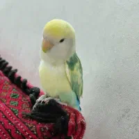 یک جفت کوتوله