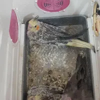 ۳تاجوجه عروس هلندی