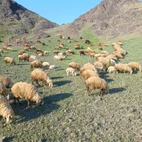 فروش ۲۰عدد بره نر چاق