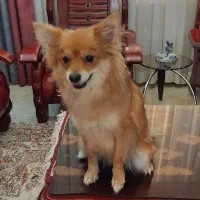 پامر ماده یک ساله