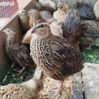 بلدرچین بالغ