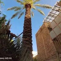برش درخت و نخل / هرس و پاکسازی باغچه