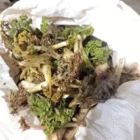 مندوک کوراده