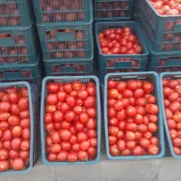 روبلوغ بادمجان گوجه ربی گوجه سانسید