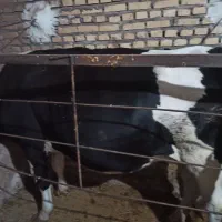 گاو وگوساله ماده ۵ ماه