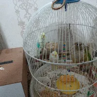 گرینچیک فول دستی ،راهب ،ملنگو،کاسکو