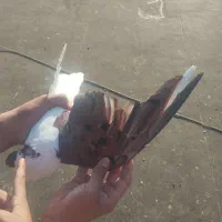 کفتر چپ  سینه کله ساده طوقی سرگ