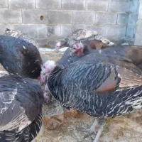 بوقلمون ماده