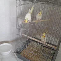 قفس بزرگ