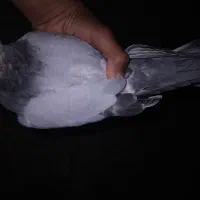 جوجه پلاکی پر ننداخته