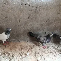 کفتر|پرنده|قشم, |دیوار