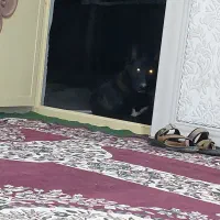 فروش سگ|سگ|قشم, |دیوار