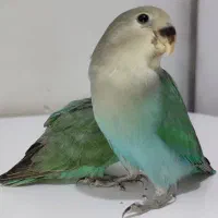 طوطی گمشده