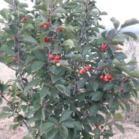 زمین کشاورزی