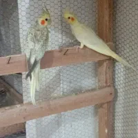 معاوضه با جوجه عروس هلندی