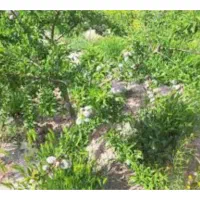 راهنمای سرمایه گذاری در زمین های باغی و مسکونی