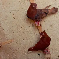 ماده سرخ دم سفید ماده تاقتی بزن