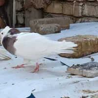 کبوتر‌طوقی