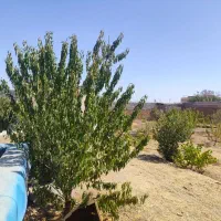فروش-باغ