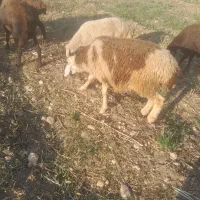 بره نر