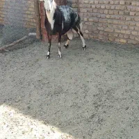 قوچ یک شیره بروجردی پلنگی