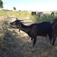 بزغاله دورگ.سانن