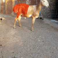بره قوچی