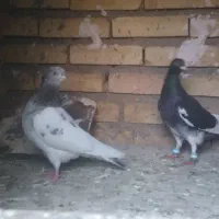 سلام یک کله سبز یک پلاکی