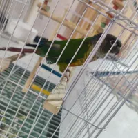 یک عدد گرینچیک 5ماه نیمه دستی