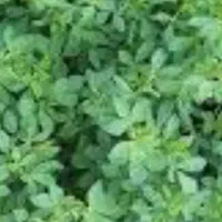 یونجه