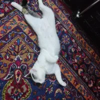 گربه dsh واکسن خورده