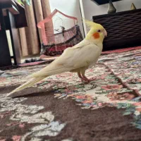 طوطی عروس