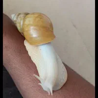 حلزون البینو